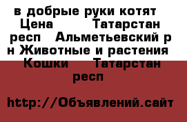 в добрые руки котят › Цена ­ 50 - Татарстан респ., Альметьевский р-н Животные и растения » Кошки   . Татарстан респ.